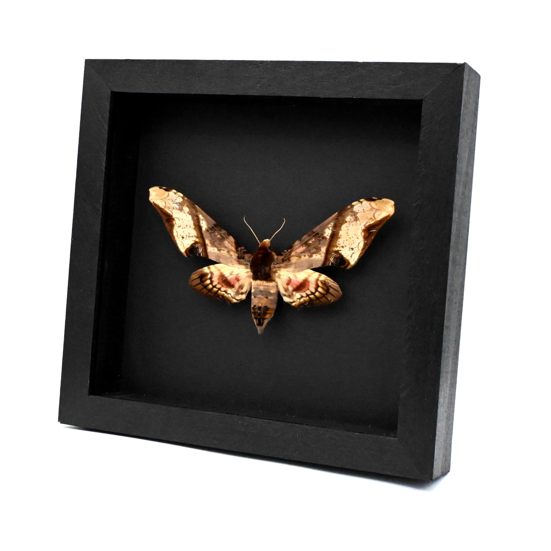 Real XL Mango Hawkmoth framed taxidermy - Amplypterus panopus - female
