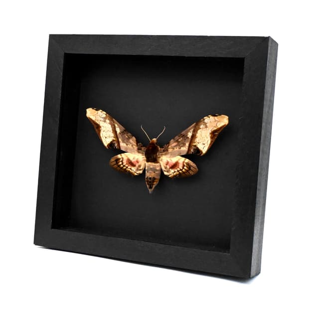 Real XL Mango Hawkmoth framed taxidermy - Amplypterus panopus - female