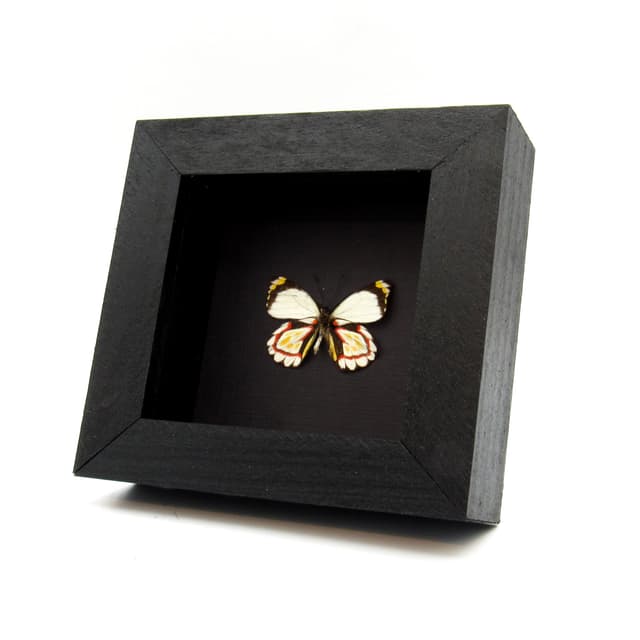 Real Delias butterfly framed taxidermy - Delias arabuana