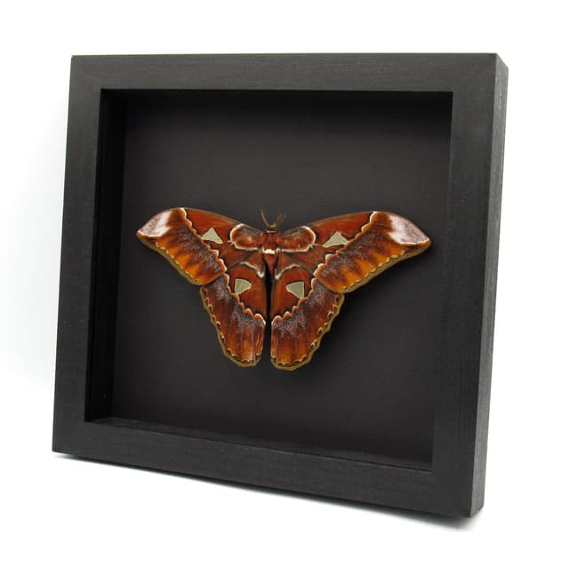 Real GIANT Saturn moth framed taxidermy - Rothschildia triloba - Victorian mount