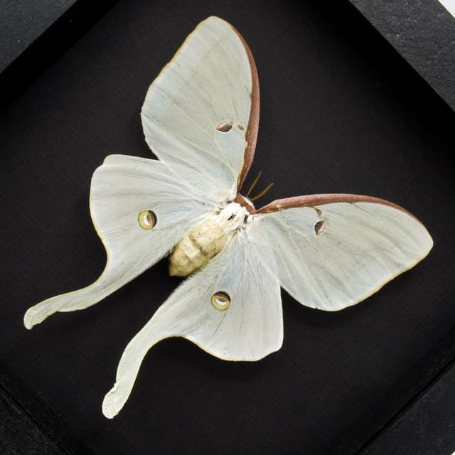 Real XL Luna Moon moth framed taxidermy - Actias luna - female