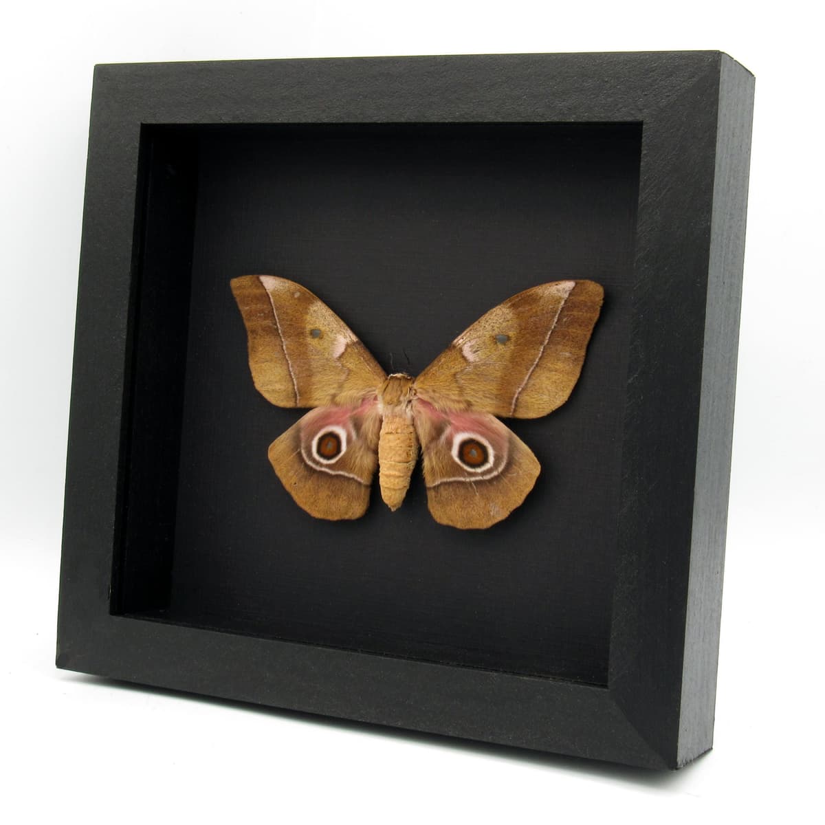 Large real Saturn moth framed taxidermy - Imbrasia species - female