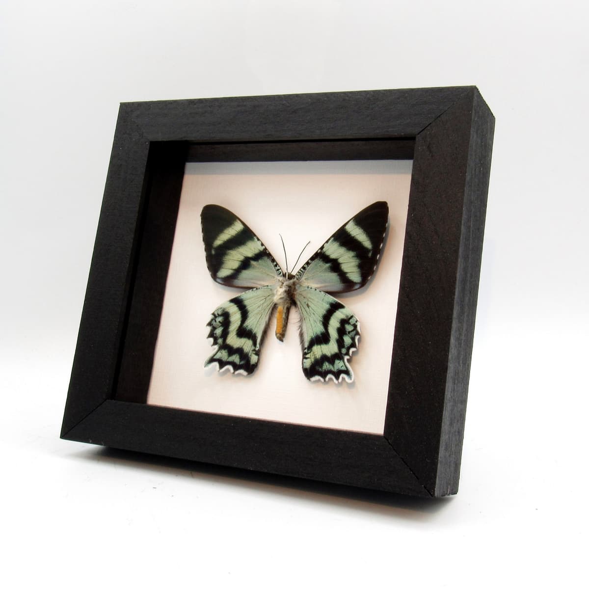 Real blue moth framed taxidermy - Alcides orontes