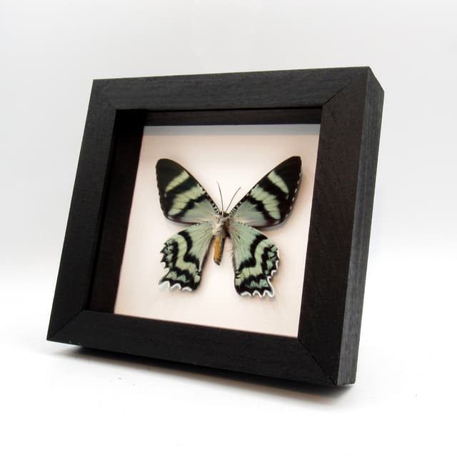 Real blue moth framed taxidermy - Alcides orontes