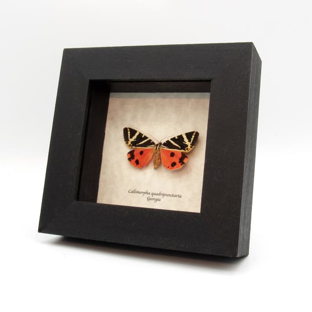 Real red Jersey Tiger moth framed taxidermy - Callimorpha quadripunctaria