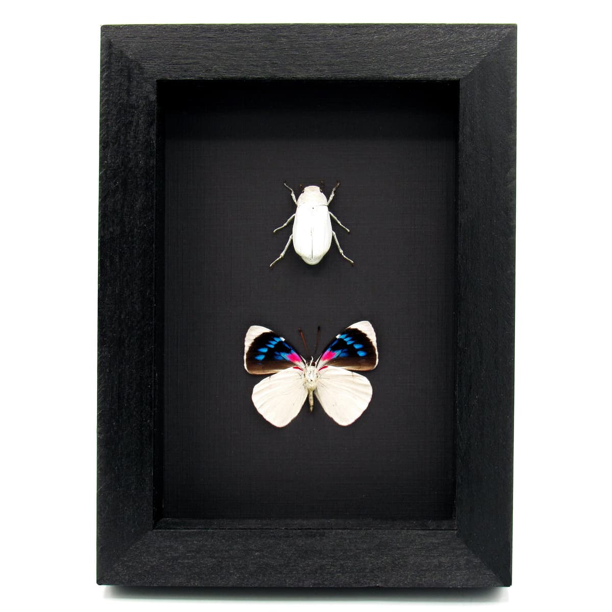 Real white beetle and butterfly framed taxidermy - Melolonthinae cyphochilus and Perisama bomplandii