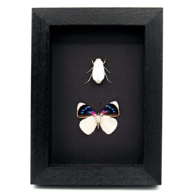Real white beetle and butterfly framed taxidermy - Melolonthinae cyphochilus and Perisama bomplandii