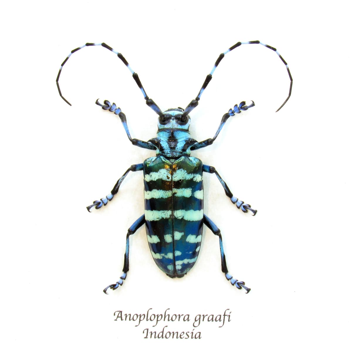 XL blue Longhorn beetle framed taxidermy - Anoplophora graafi - female