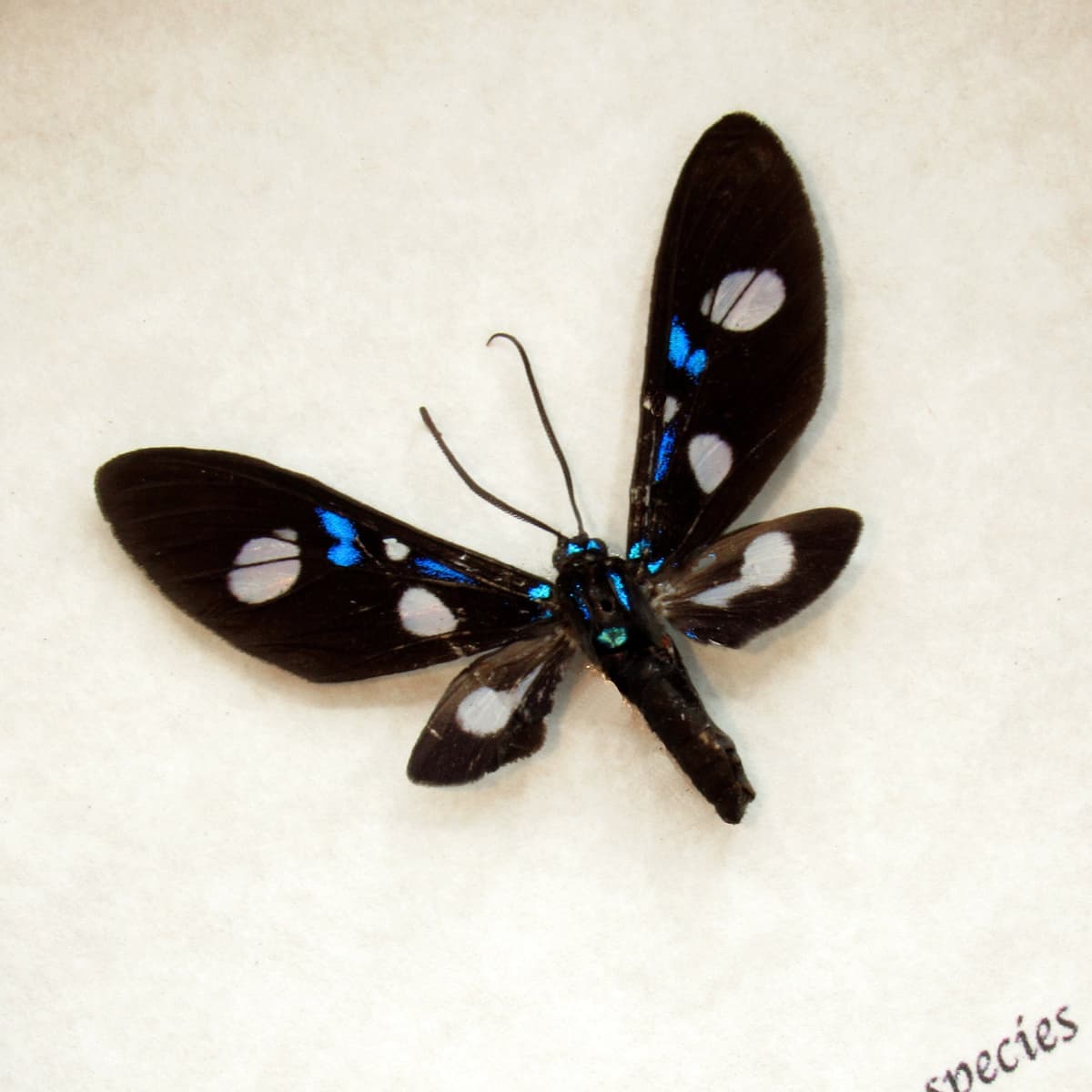Real tiny Arctiid moth framed taxidermy - Aclytia species