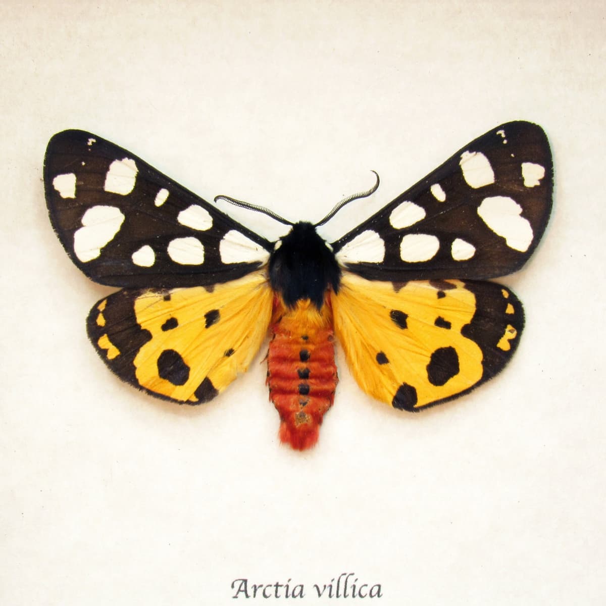 Real Cream-spot Tiger moth framed taxidermy - Arctia villica