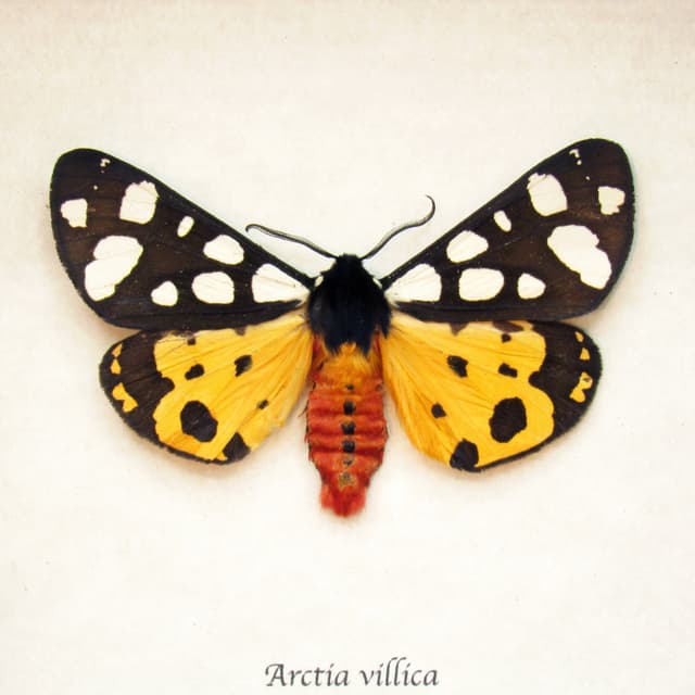 Real Cream-spot Tiger moth framed taxidermy - Arctia villica