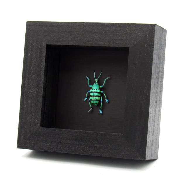 Real glitter Weevil framed taxidermy - Eupholus schoenherrii petiti