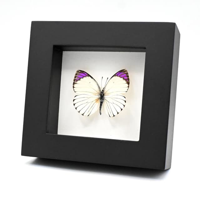 Real Purple Tip butterfly framed taxidermy - Colotis ione
