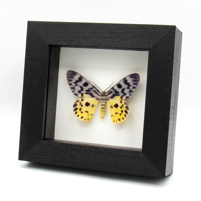 Rare yellow False Tiger moth framed taxidermy - Dysphania malayanus