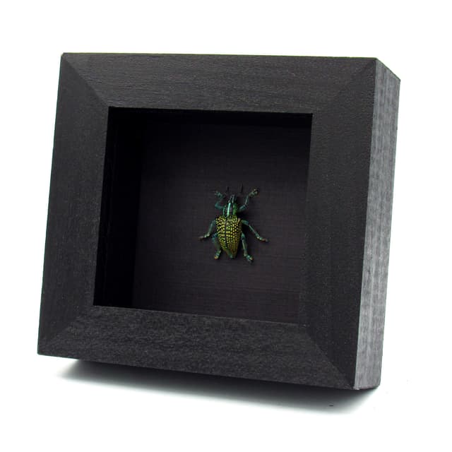 Rare glitter Weevil beetle framed taxidermy - Entimus imperialis