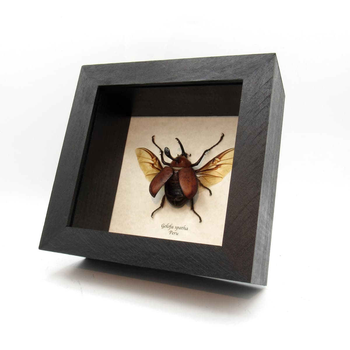 Real Long Horned Rhinoceros beetle framed taxidermy - Golofa spatha