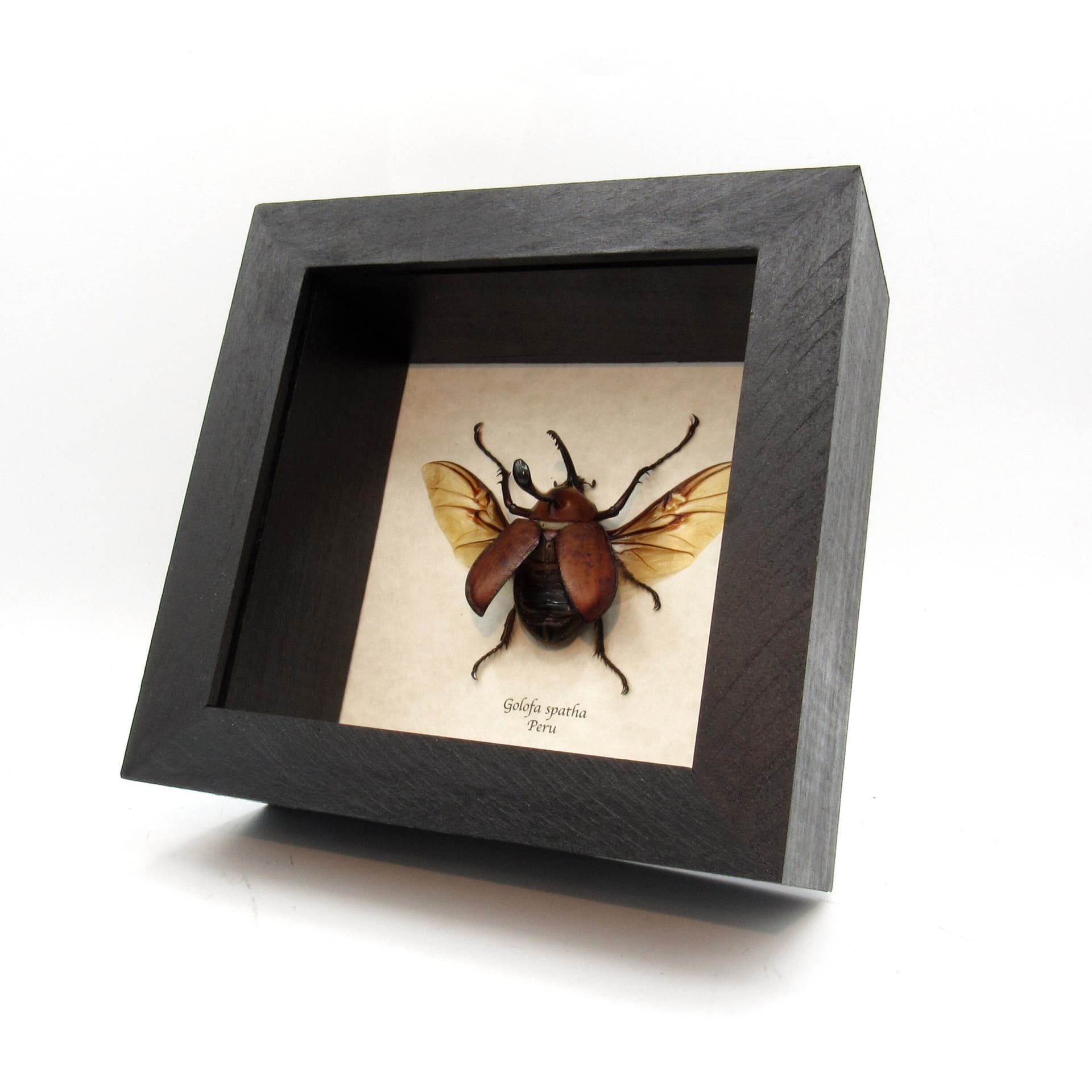 Real Long Horned Rhinoceros beetle framed taxidermy - Golofa spatha