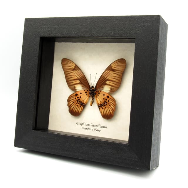 Real bronze butterfly framed taxidermy - Graphium latreillianus