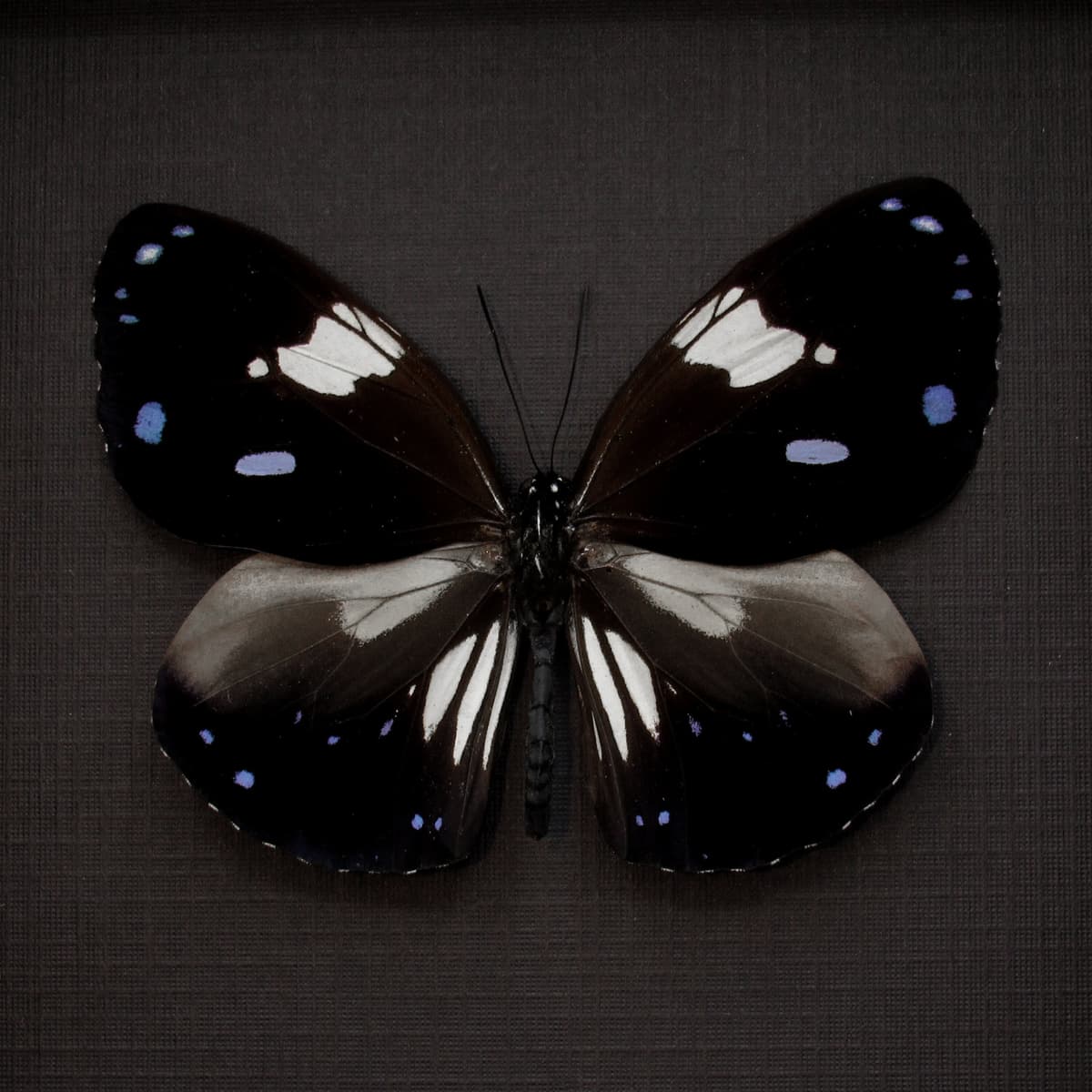 Real lavender butterfly framed taxidermy - Euploea rhadamanthus