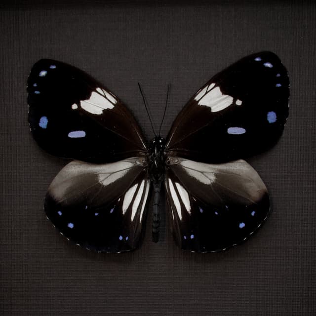 Real lavender butterfly framed taxidermy - Euploea rhadamanthus