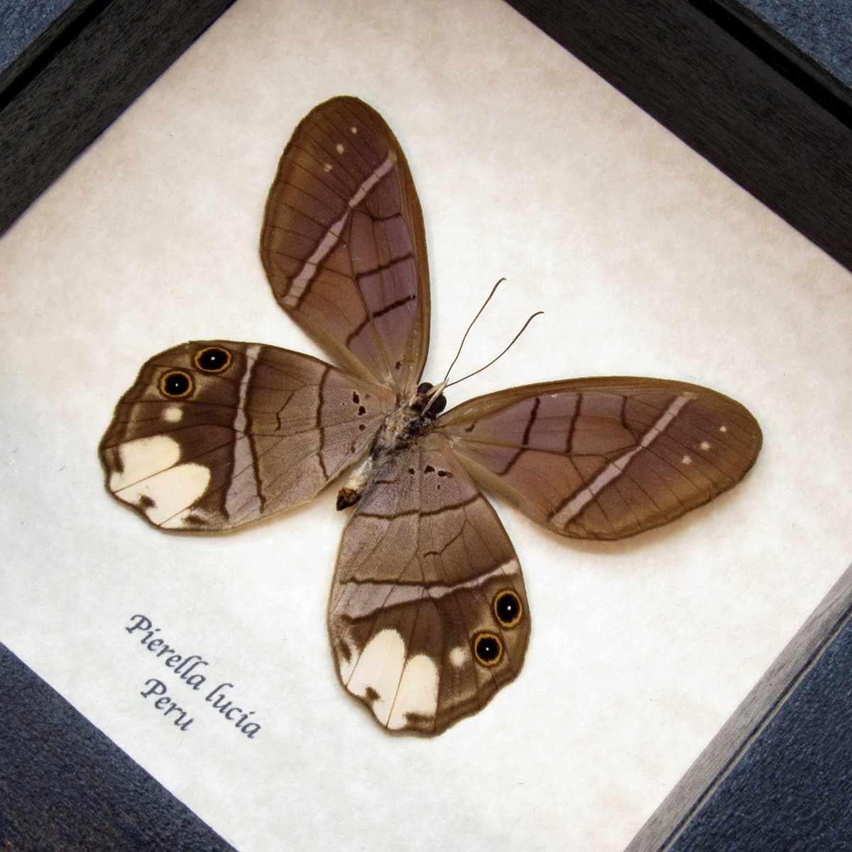 Real framed taxidermy butterfly - Pierella lucia