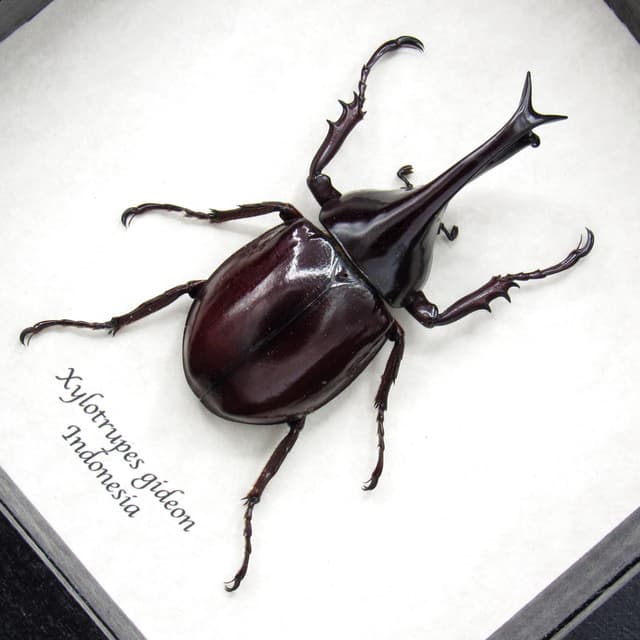 Real Rhinoceros beetle framed taxidermy - Xylotrupes gideon