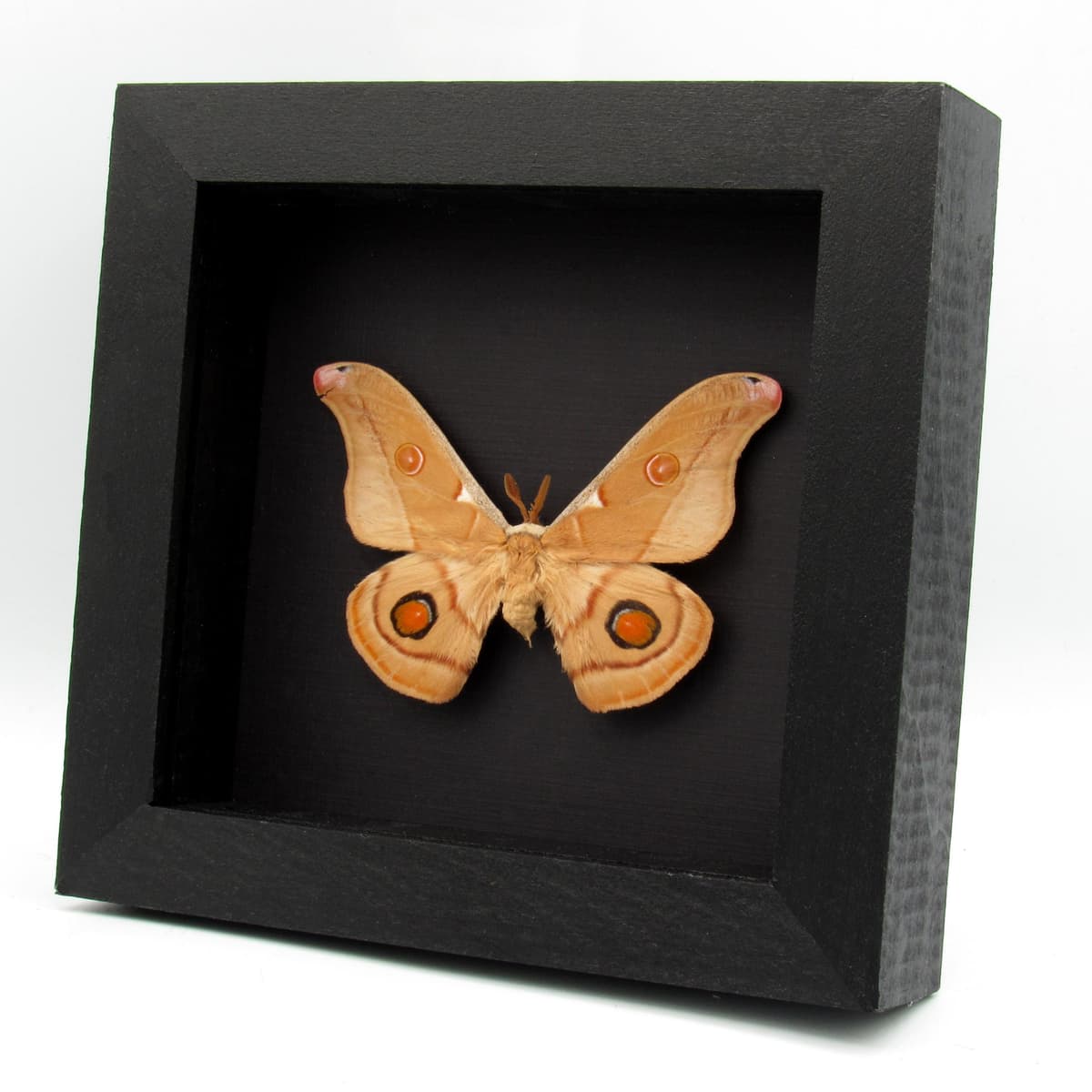 Rare Australian Emperor Gum moth framed taxidermy - Opodiphthera eucalypti