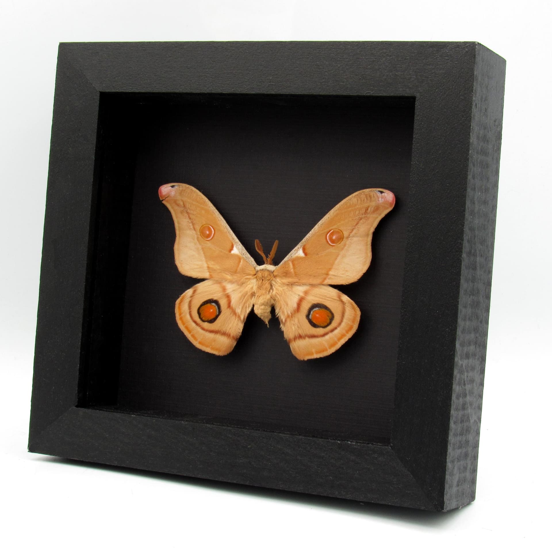 Rare Australian Emperor Gum moth framed taxidermy - Opodiphthera eucalypti