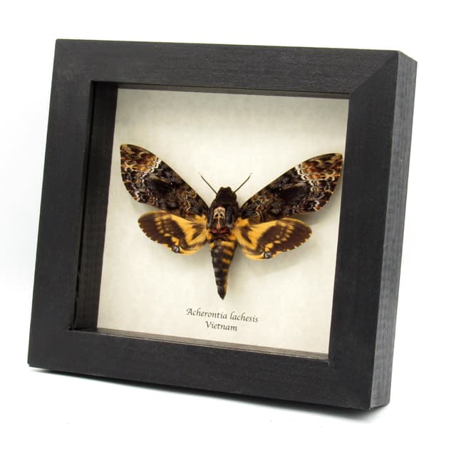 Large real Deaths Head moth framed taxidermy - Acherontia lachesis - female