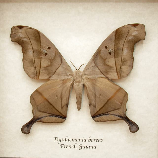 Real Giant Saturn moth framed taxidermy - Dysdaemonia boreas
