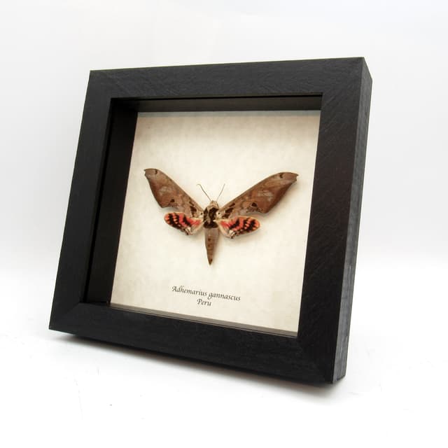 Large pink Sphinx moth framed taxidermy - Adhemarius gannascus