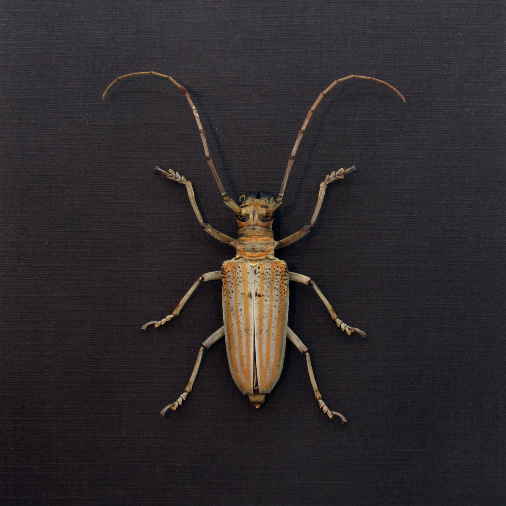 Rare Longhorn beetle framed taxidermy - Rosenbergia weiskei