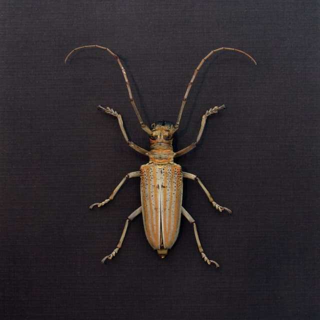 Rare Longhorn beetle framed taxidermy - Rosenbergia weiskei