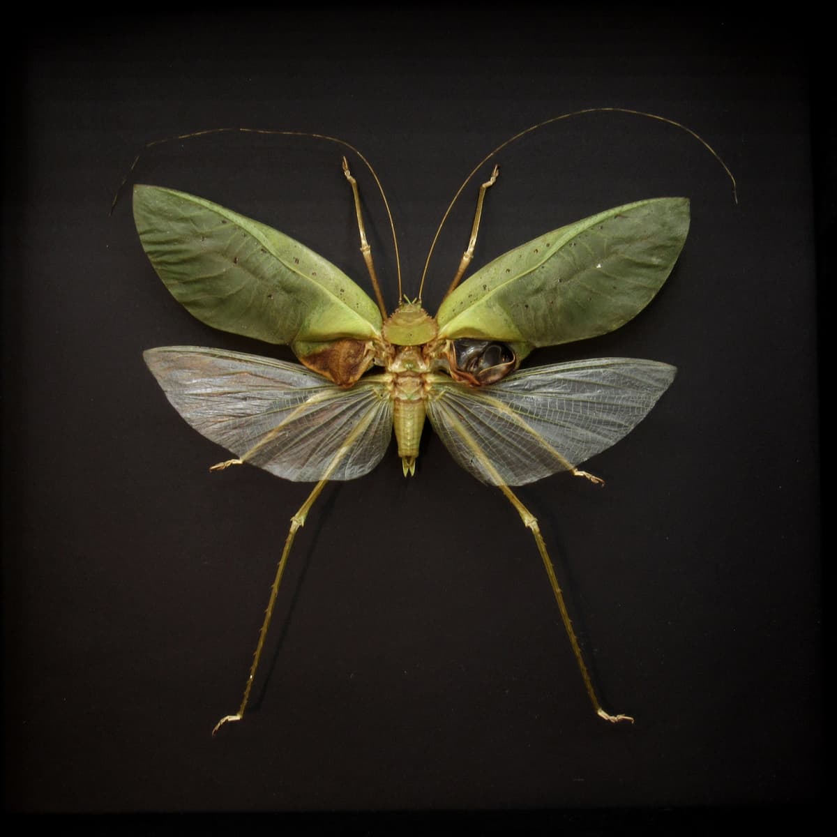 MASSIVE real Carnivorous Katydid framed taxidermy - Arachnacris corporalis