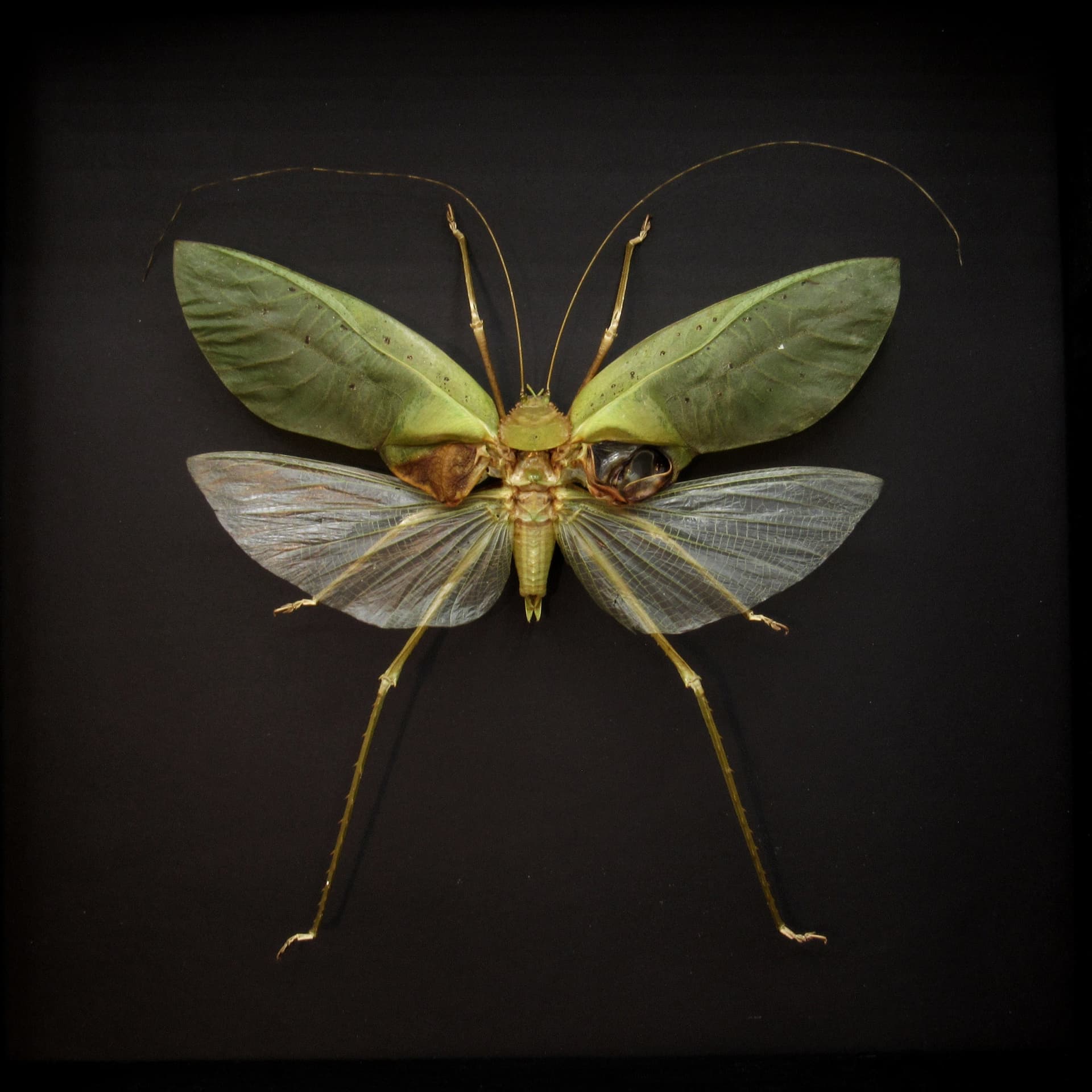 MASSIVE real Carnivorous Katydid framed taxidermy - Arachnacris corporalis