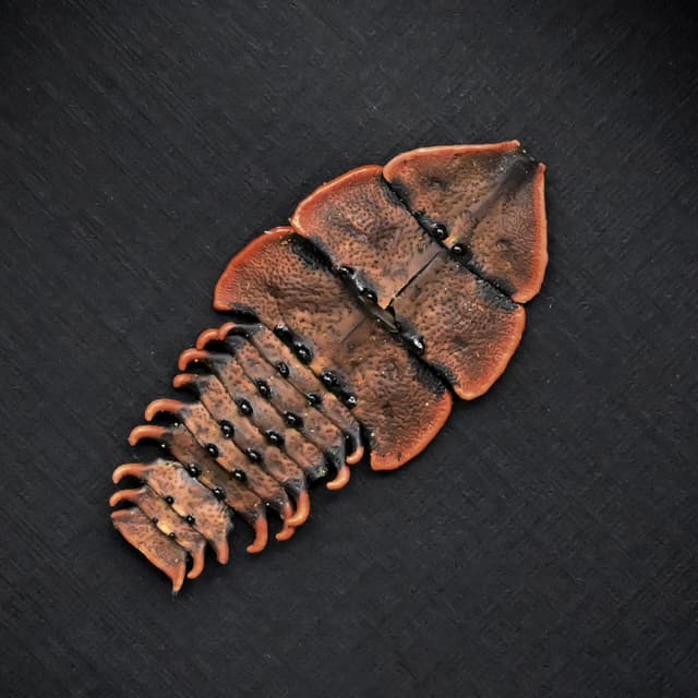 Real Trilobite beetle framed taxidermy - Duliticola species