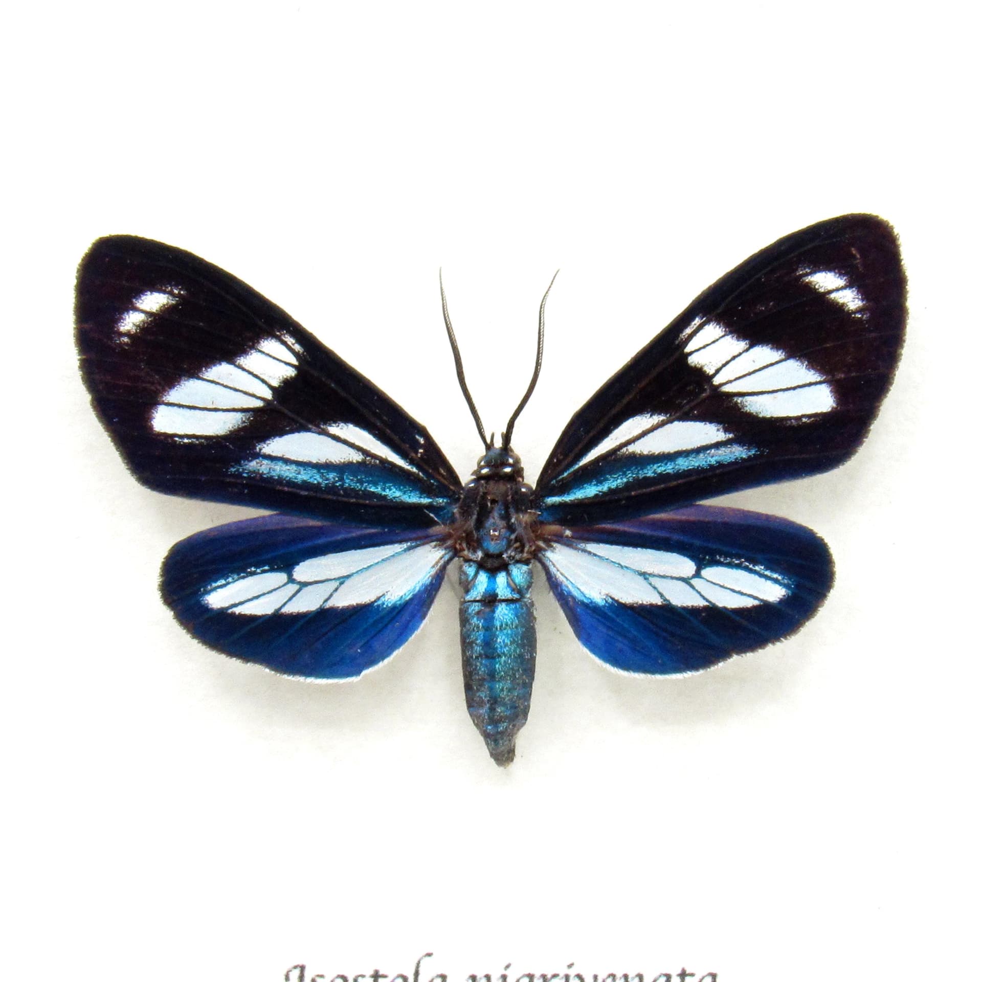 Rare blue Erebid moth framed taxidermy - Isostola nigrivenata
