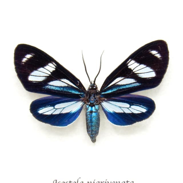Rare blue Erebid moth framed taxidermy - Isostola nigrivenata