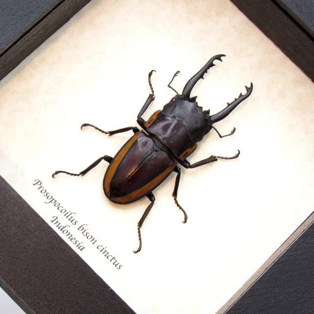 Real Stag beetle framed taxidermy - Prosopocoilus bison cinctus - large