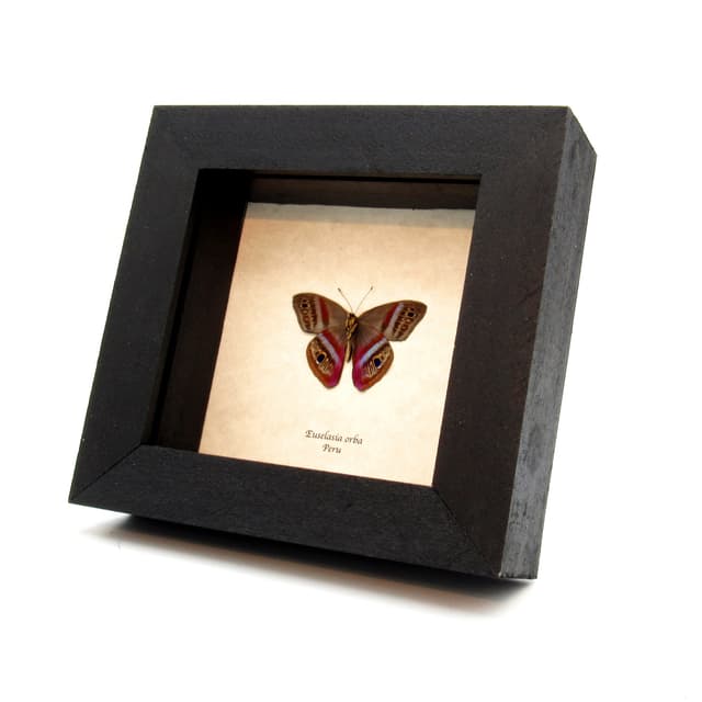 Rare magenta Metalmark butterfly framed taxidermy - Euselasia orba