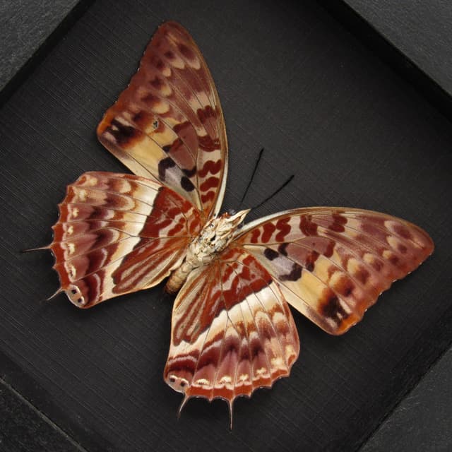 Real Western Red Charaxes framed taxidermy - Charaxes cynthia - large female