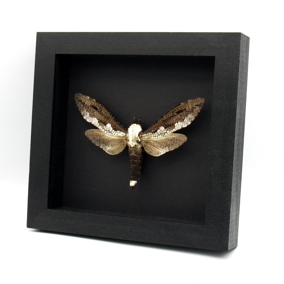 Real Giant Cossid moth framed taxidermy - Xyleutes strix