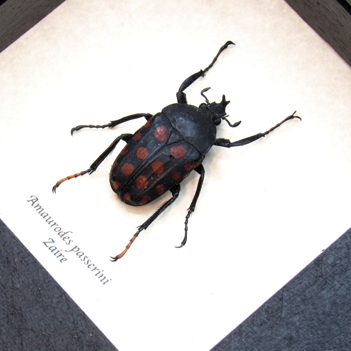 Real flower beetle framed taxidermy - Amaurodes passerinii