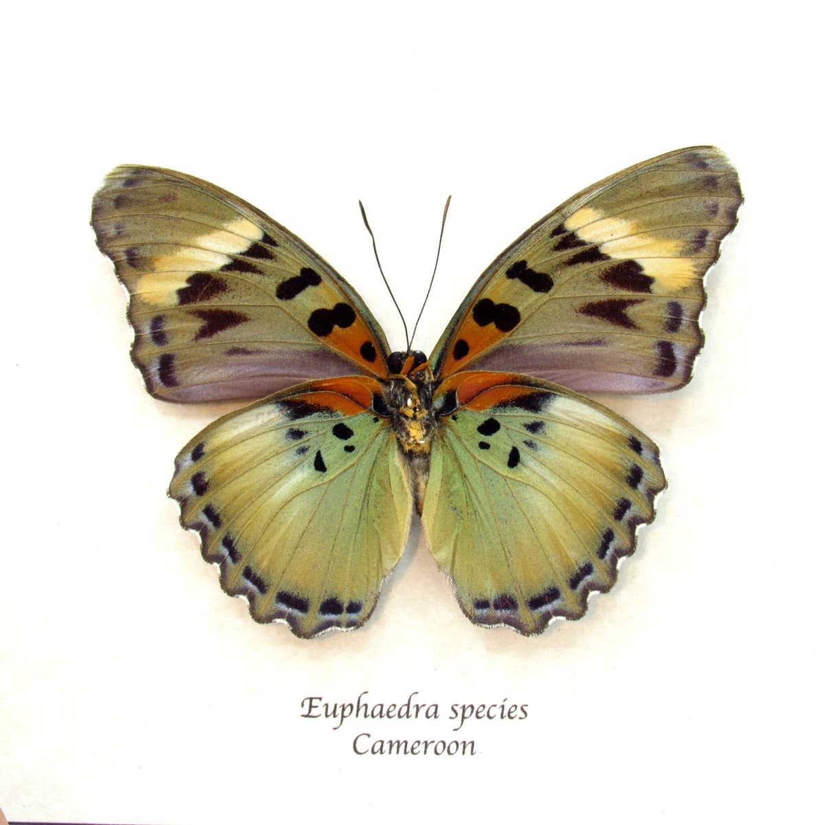 Rare green Forester butterfly framed - Euphaedra species