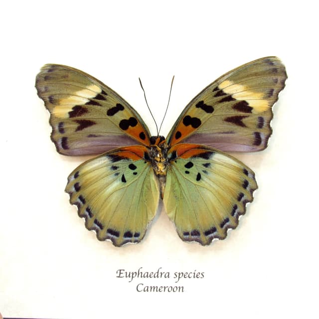 Rare green Forester butterfly framed - Euphaedra species