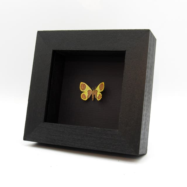 Rare tiny yellow glitter Geometer moth framed taxidermy - Plutodes malaysiana