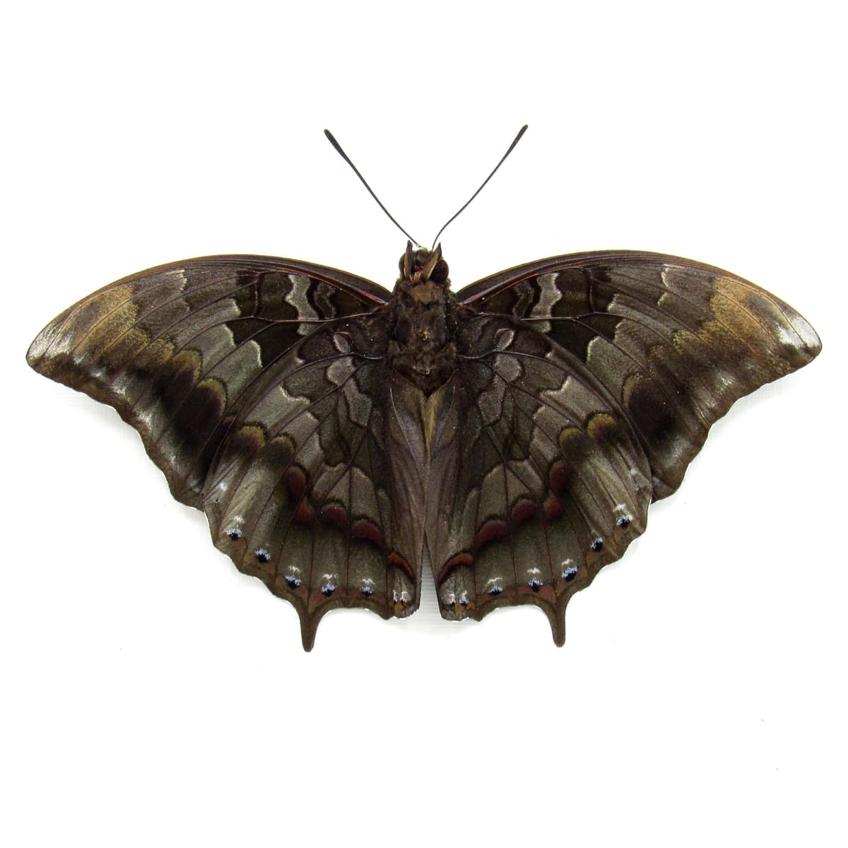 Rare Iron Raja butterfly framed taxidermy - Charaxes mars - Victorian mount