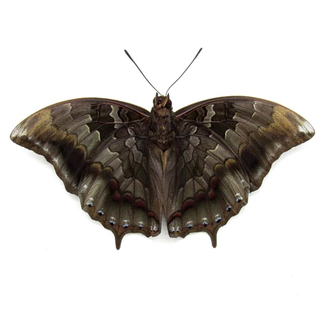 Rare Iron Raja butterfly framed taxidermy - Charaxes mars - Victorian mount