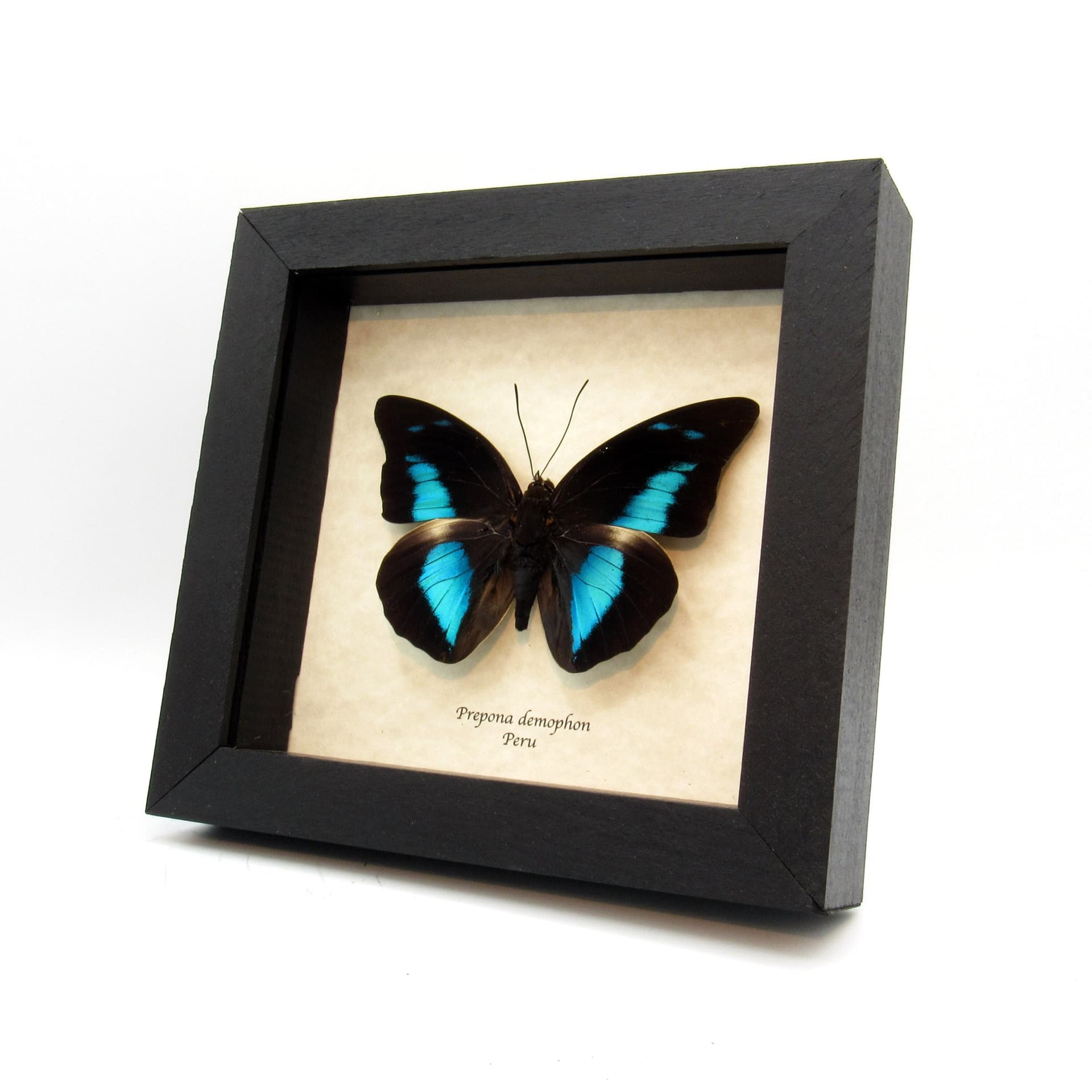 Real framed taxidermy butterfly - Prepona demophon