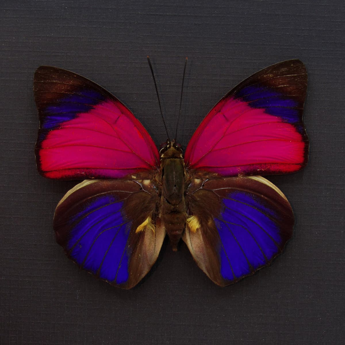 Real fuschia Brush-footed butterfly framed taxidermy - Agrias sardanapalus